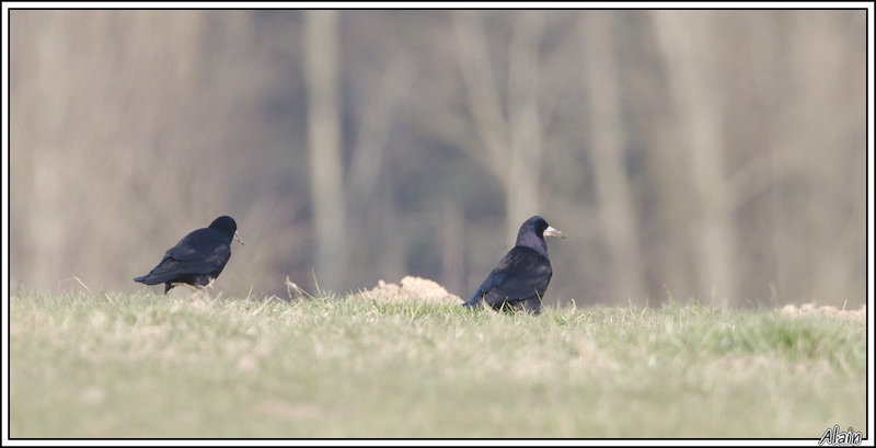 Corbeau freux