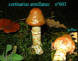 cortinarius_armillatus_n_603