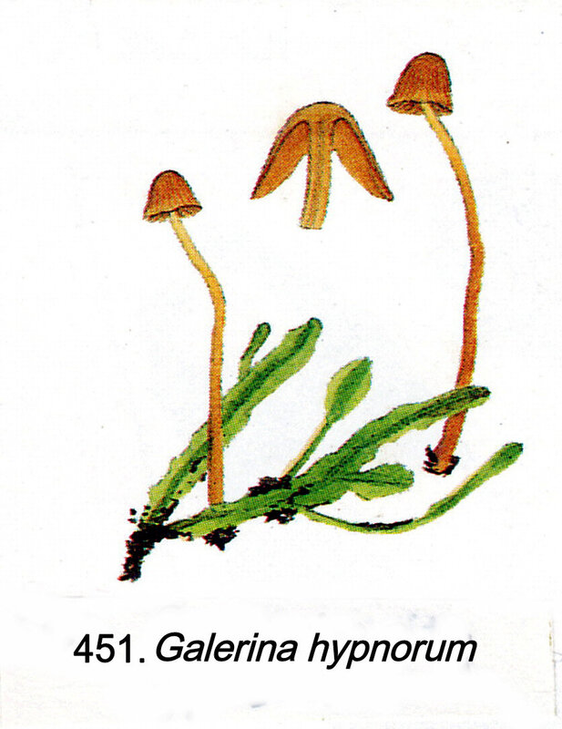 Galerina hypnorum IH1 pl 63 451
