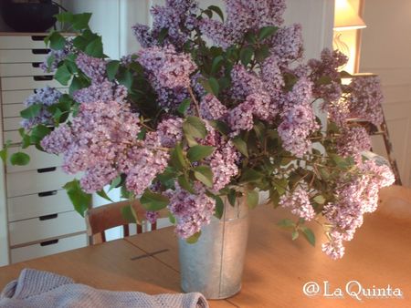 lilas