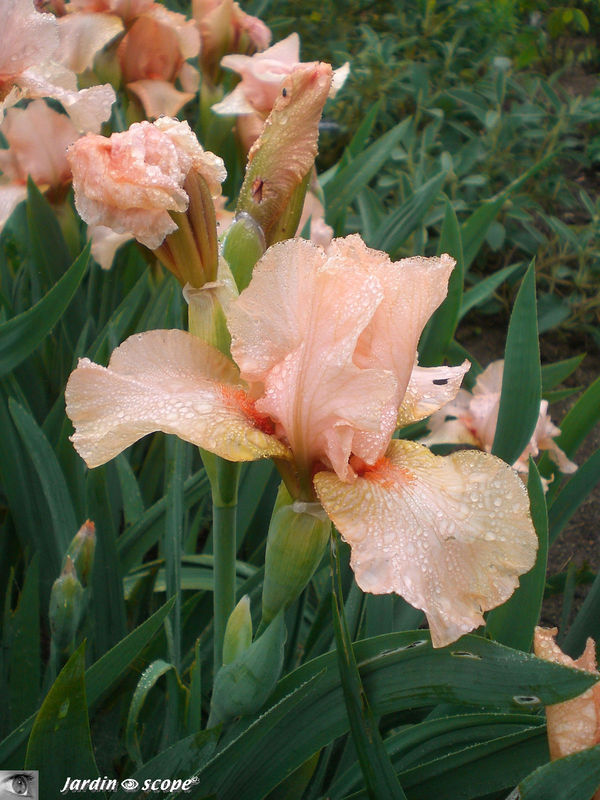 Iris Ask alma (mi-mai 2010)