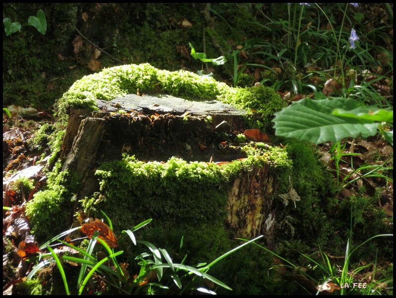 jardin botanique (21)