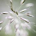 Sortie macro avec Image Garnachoise