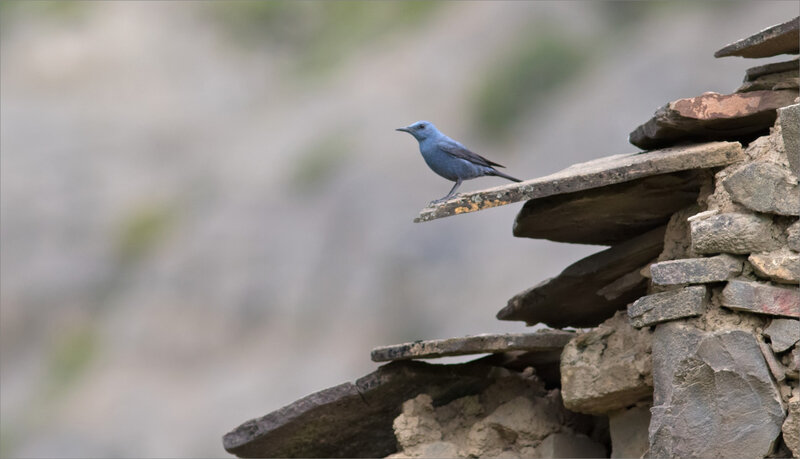 Aragon Escalona oiseau monticole bleu 020518 8