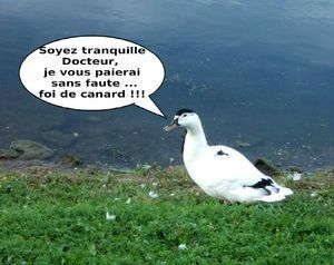 Mon canard