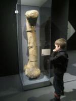 Mamenchisaurus