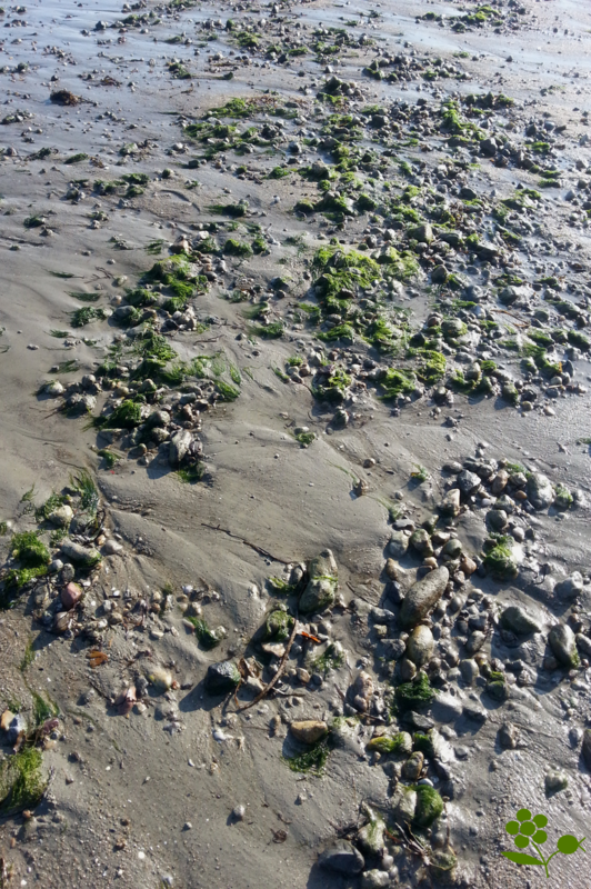 Dinard, plage à marée basse