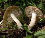DSCN2863_vi