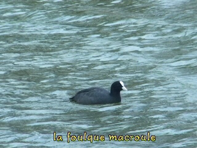 la foulque macroule