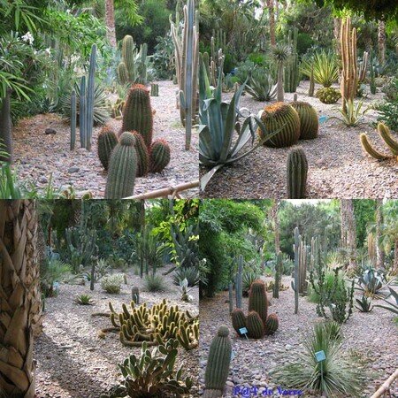 Cactae_Jardin_Majorelle