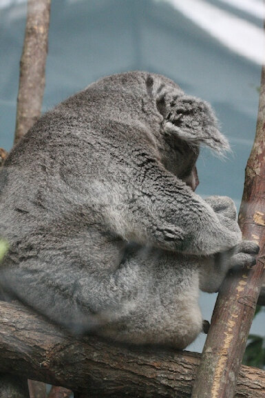 4015-Koala du Queensland_0435