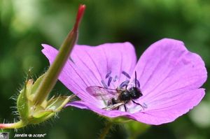 Geranium-et-guepe-2