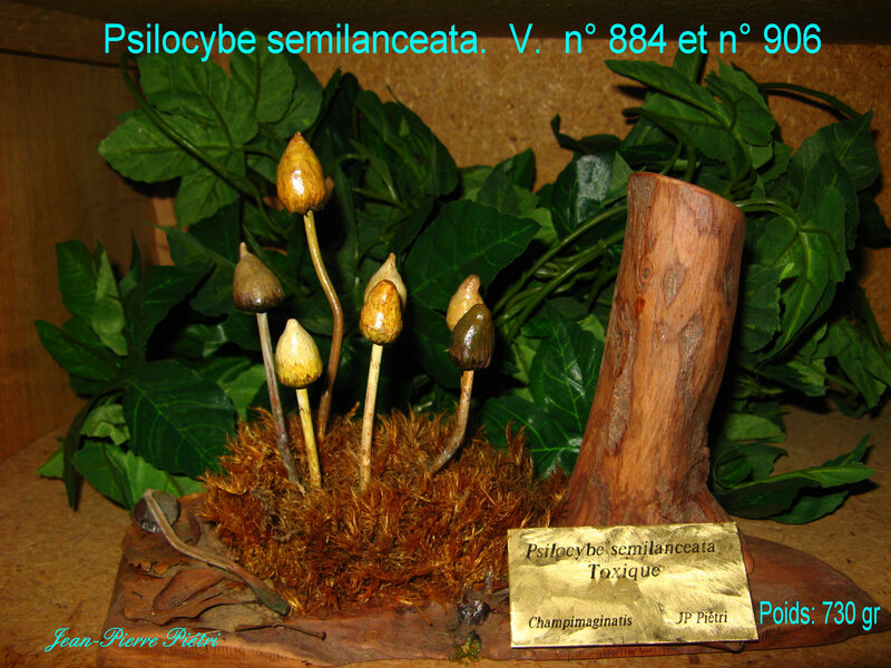 Psilocybe semilanceata n° 884 et n° 906