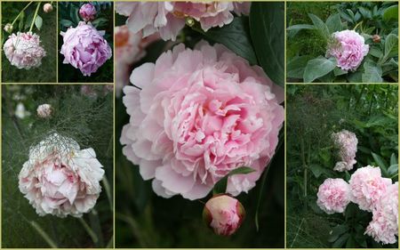 A pivoines 2012 (2)