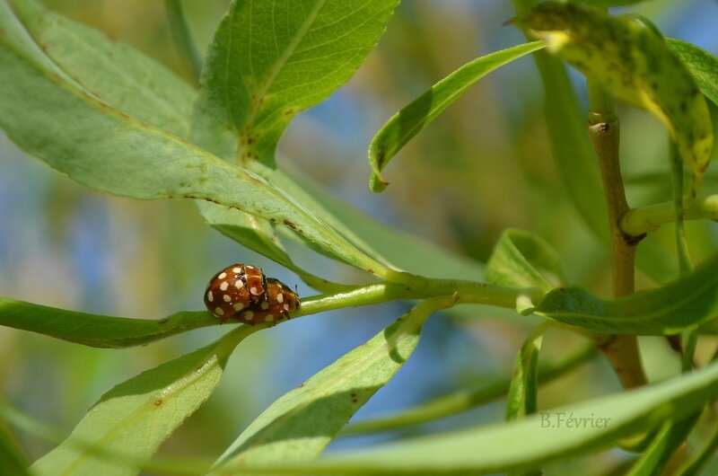 coccinelle (Coccinella)