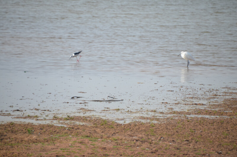 aigrette échasse