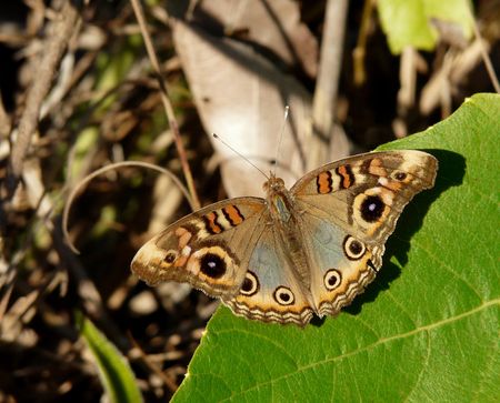 Junonia evarete