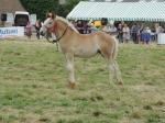 Galaxie du Boncoin (pouliche de Nenette du Boncoin et Viking Rose des Vents) - 24 Juillet 2016 - National Boulonnais