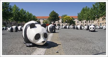 Pandas_GP_gravillon