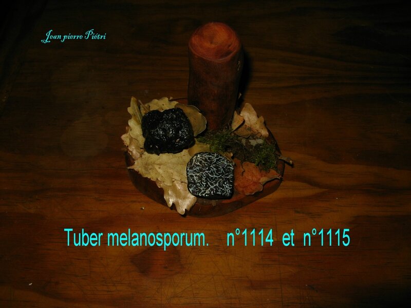 Tuber melanosporum n°1115 et n°1114