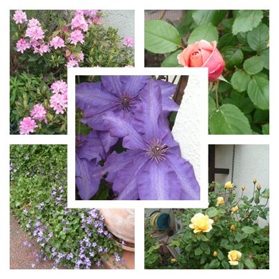 mosa_que_les_fleurs_de_mon_jardin