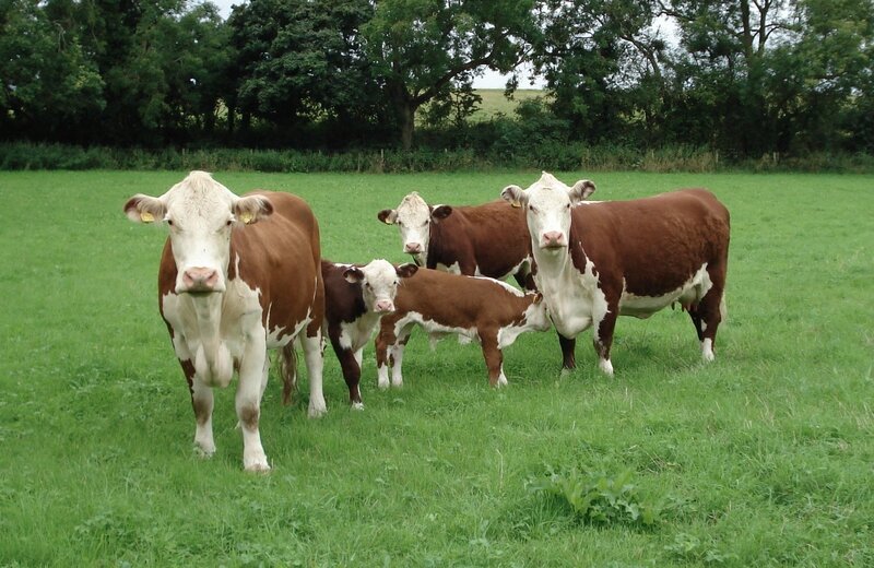 polled hereford 14