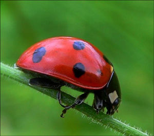 coccinelle2_source_yio