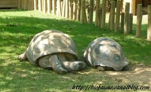 TORTUES TOUROPARC 01