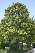 Magnolia grandiflora par Paysagiste Pays Basque et Paysagiste Landes