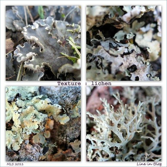 texture lichen