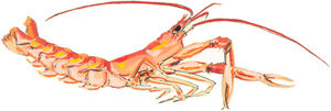langoustine