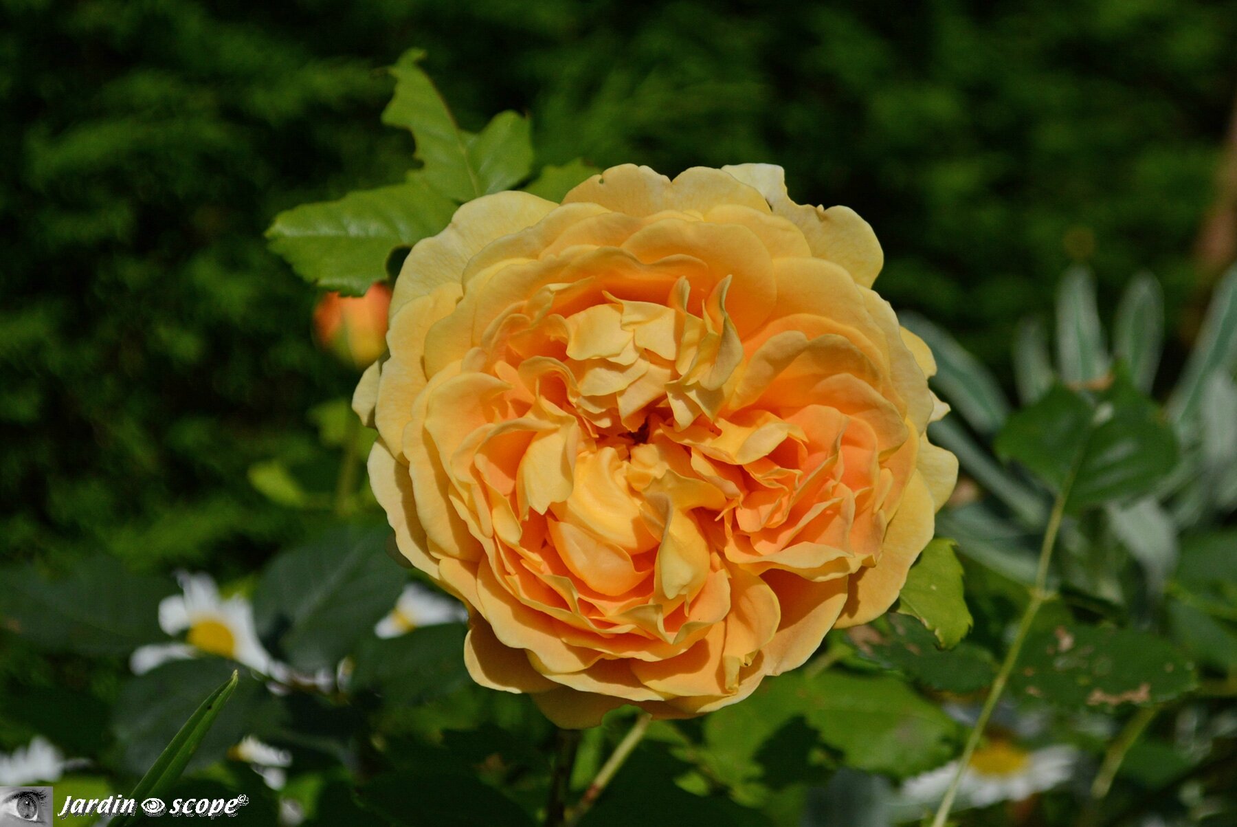 Rosier-Golden-Célébration