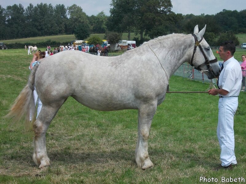 CASTYLLE de la Lys - Concours National - Samer (62) - 26 juillet 2014 - 6e (2 ans grandes tailles)