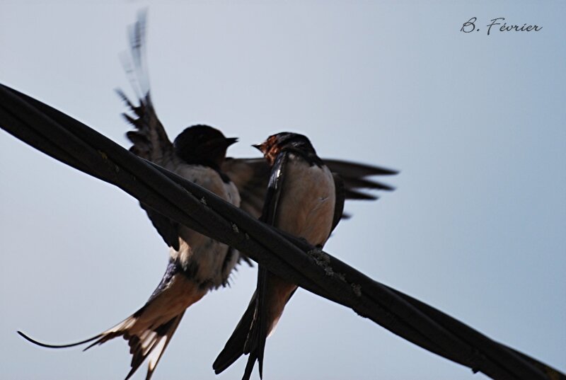 Hirondelle rustique (Hirundo rustica) Barn swallow