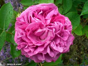 Rose_Reine_des_Violettes1