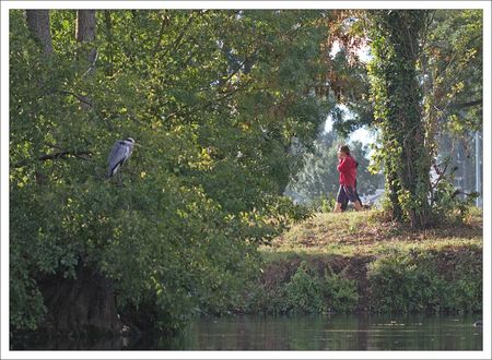 ville heron bois promeneurs matin 290912