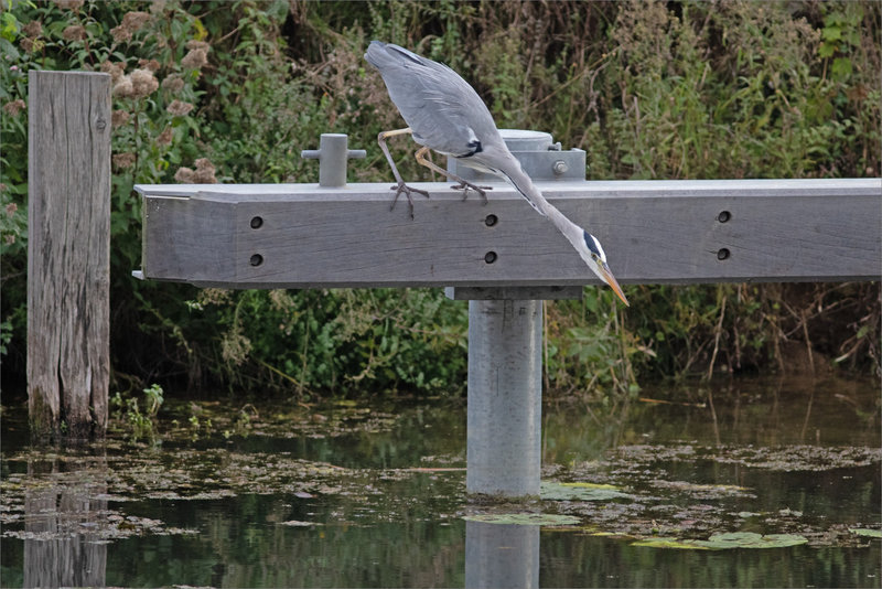 Oiseau héron plonge pêche 181021 ym 5