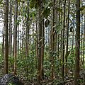 Plantation d'arbres utilisés pour le bois