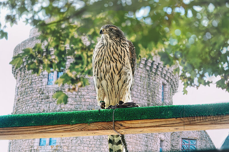 Le château de Saint-Mesmin accueille Jean Ier de Sérent, fauconnier de France « garde des oiseaux » au XIVe siècle à la cour royale (1)