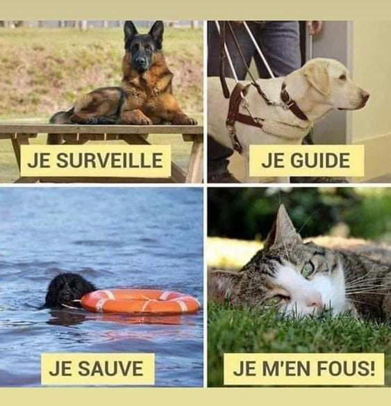 Chien et chat