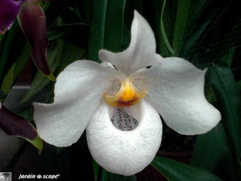 Paphiopedilum 'Armeniwhite'
