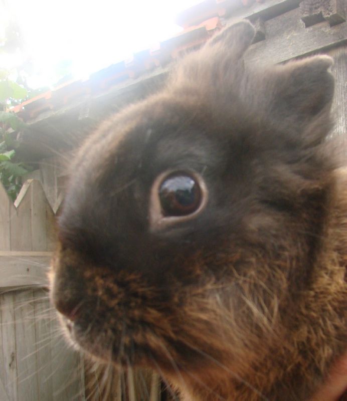 lapin 7