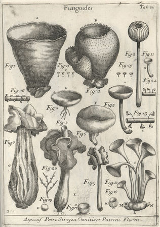 micheli_plate