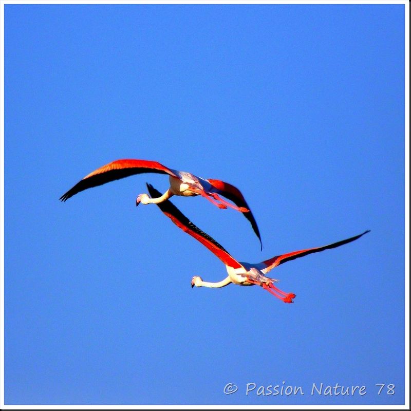 Le flamant rose de Camargue