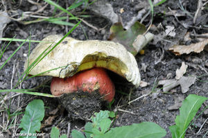 Boletus_satanas_2