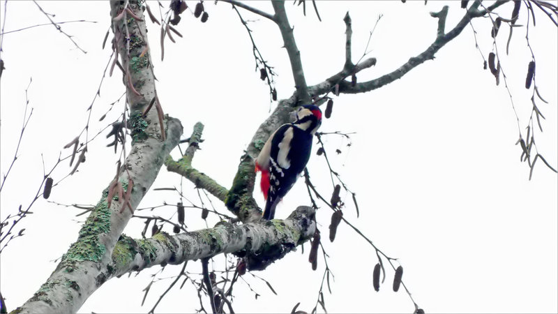 Oiseau pic épeiche bouleau 6 261023