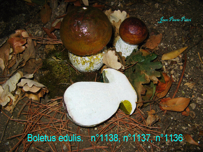 Boletus edulis n°1138 n°1137 et 1136