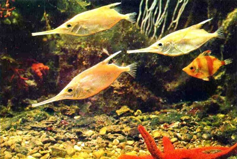 CPM Poisson trompette