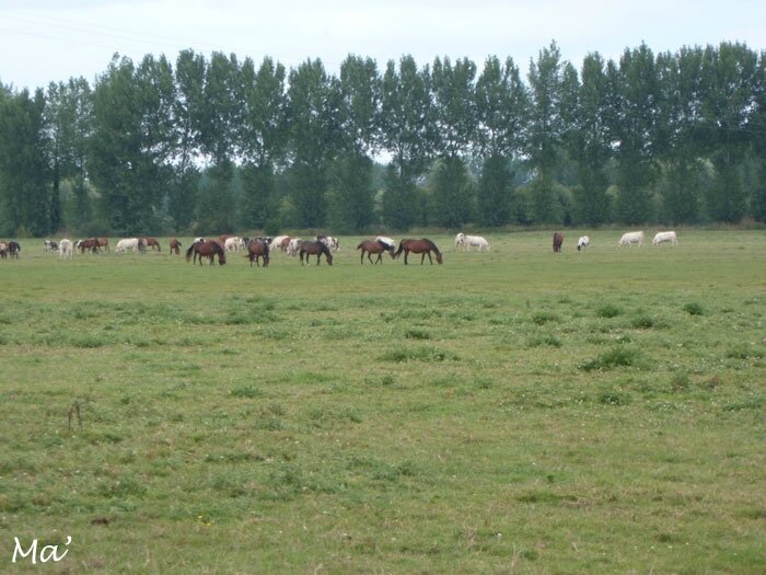 140809_marais_sougeal2