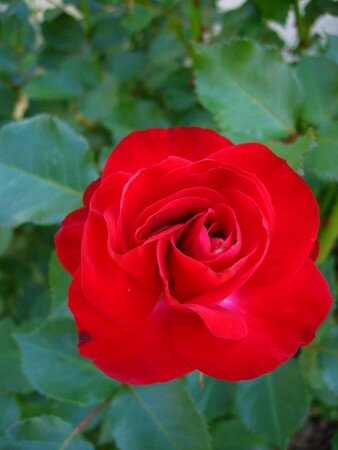 rose_de_mon_jardin